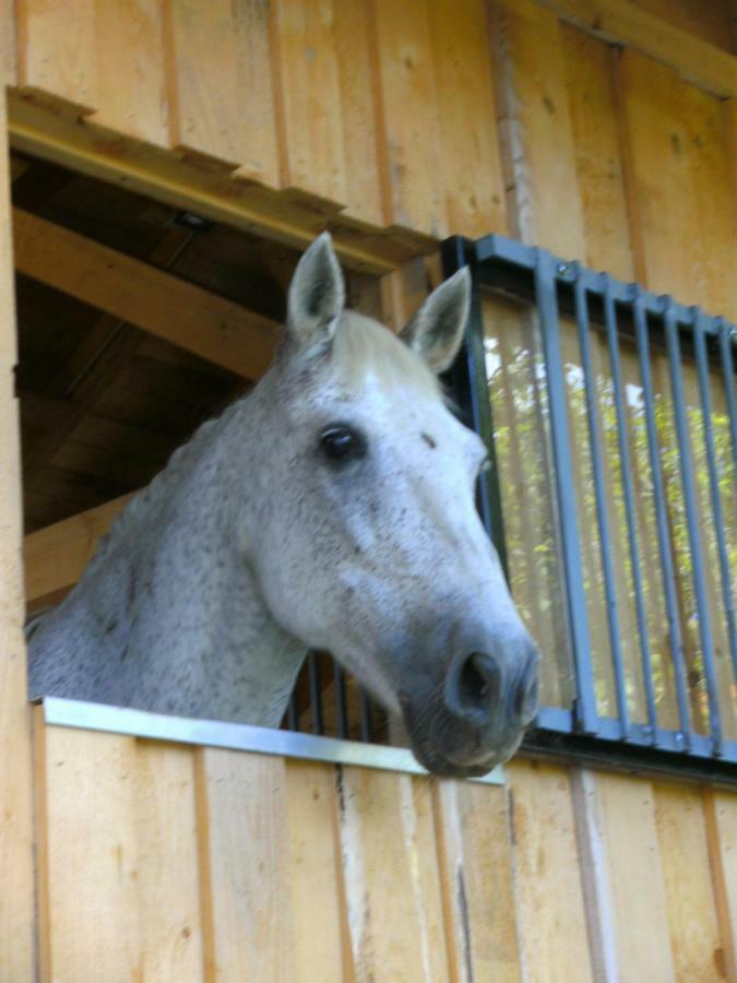 Ferienwohnung Auf Dem Erlebnisreiterhof Kreipl Grattersdorf Zewnętrze zdjęcie