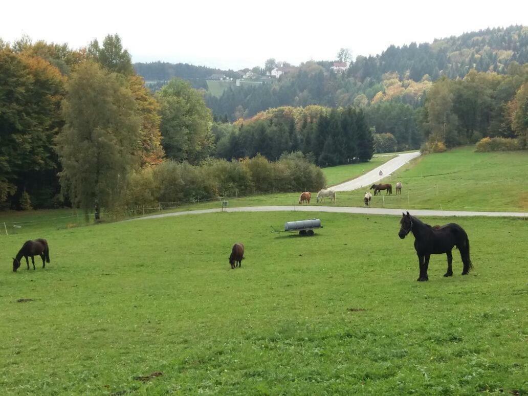 Ferienwohnung Auf Dem Erlebnisreiterhof Kreipl Grattersdorf Zewnętrze zdjęcie